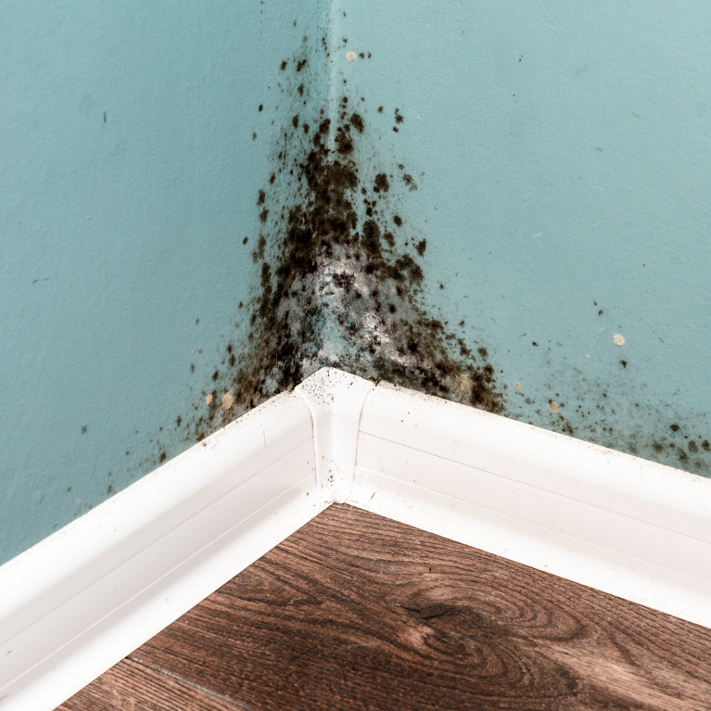 Could it be Mould Toxicity?